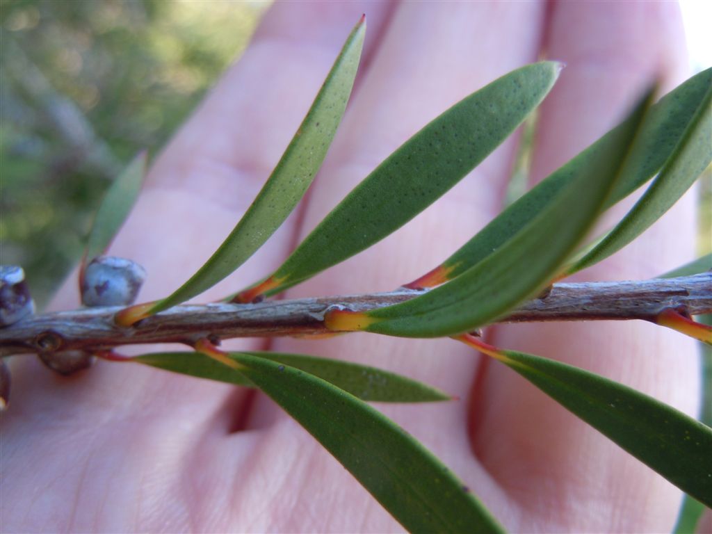 Pianta da Posillipo8 - Callistemon sp.